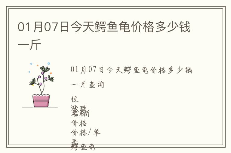 01月07日今天鱷魚龜價格多少錢一斤